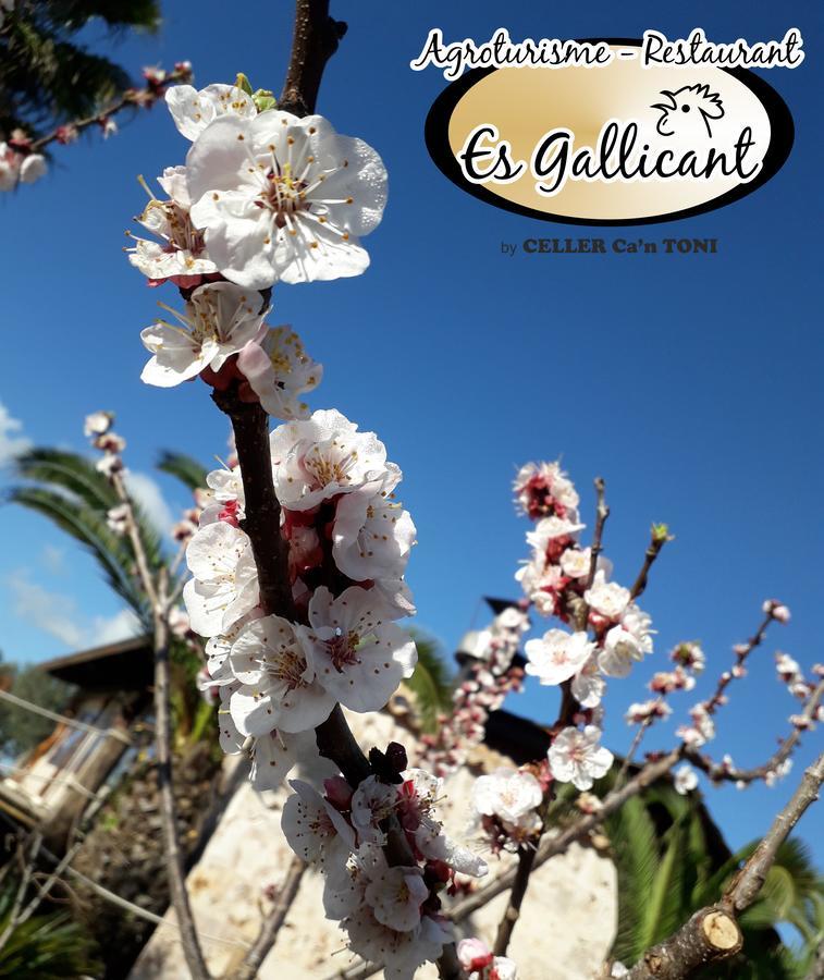 Agroturismo Es Gallicant Campos  Bagian luar foto